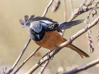 Daurian Redstart 武庫川 Tue, 1/2/2024