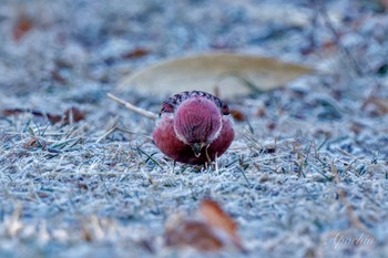 2023年12月29日(金) 岡谷林道の野鳥観察記録