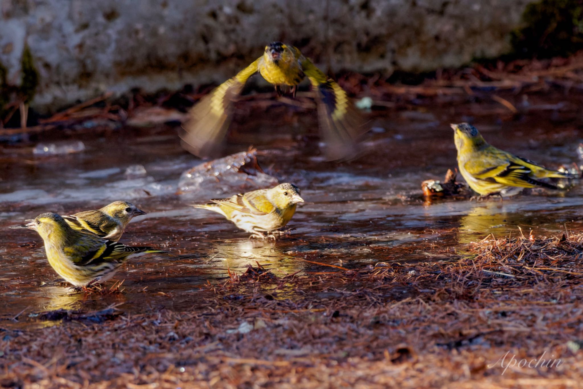 Photo of Eurasian Siskin at 創造の森(山梨県) by アポちん