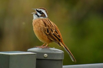 Meadow Bunting 馬見丘陵公園 Mon, 10/29/2018