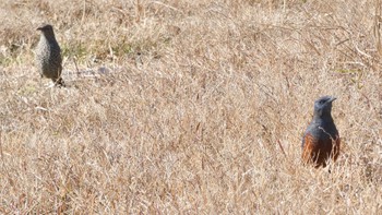 2024年1月2日(火) 平城宮跡の野鳥観察記録