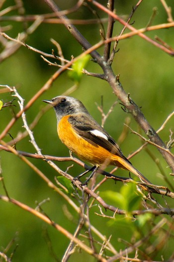 Daurian Redstart 馬見丘陵公園 Mon, 10/29/2018