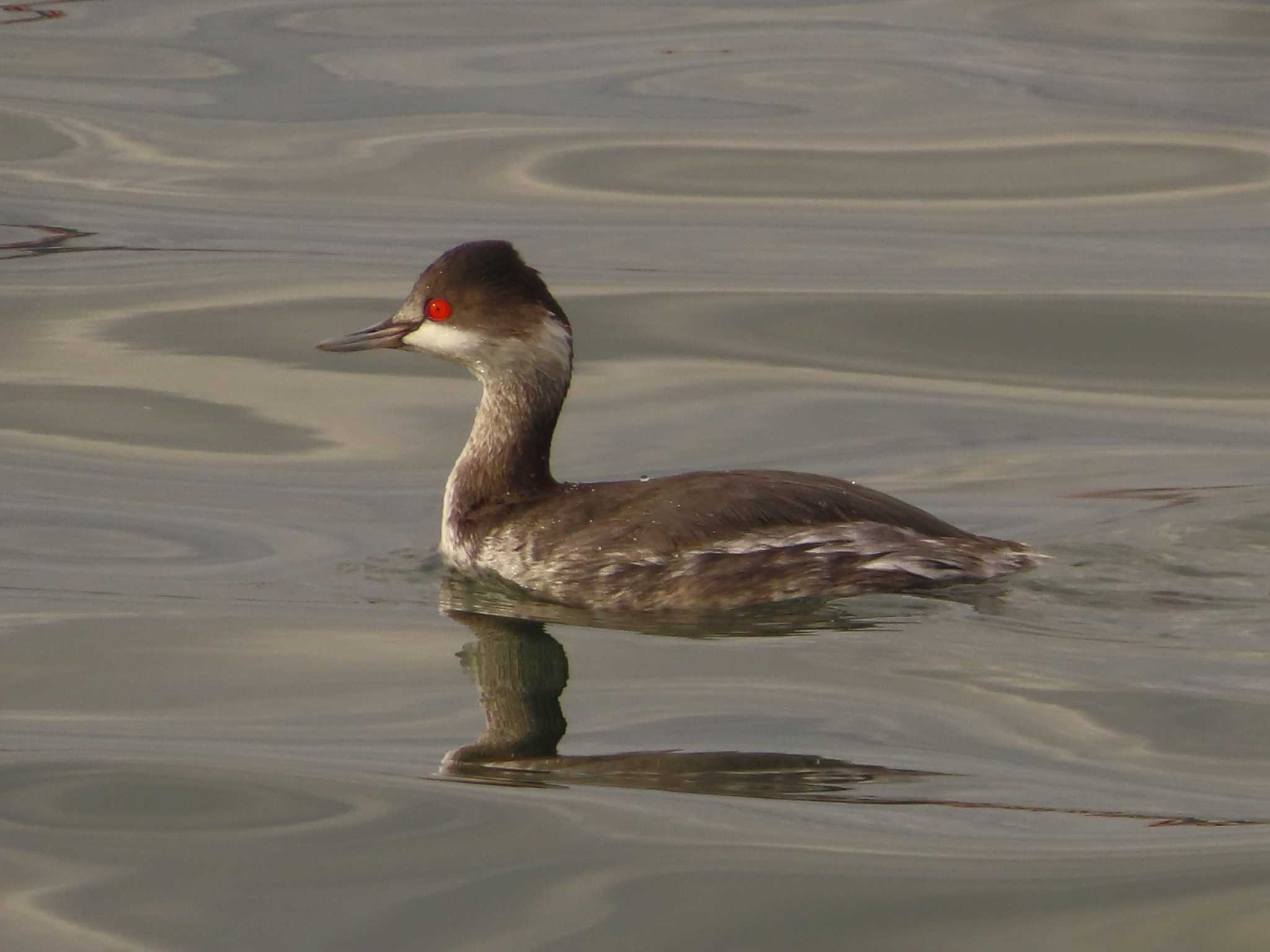 Black-necked Grebe