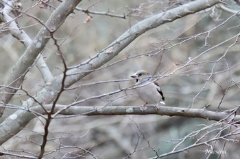 シメ 舞岡公園 2023年12月31日(日)