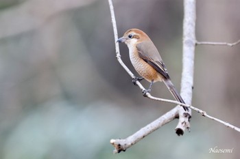 モズ 舞岡公園 2023年12月31日(日)