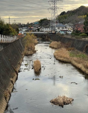 2024年1月2日(火) 鶴見川の野鳥観察記録