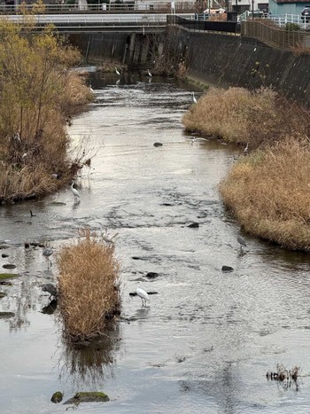 ダイサギ 鶴見川 2024年1月2日(火)