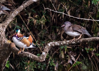 Mandarin Duck 千葉市泉自然公園 Sun, 10/28/2018