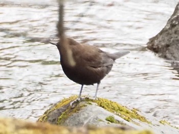 Brown Dipper 北杜市 Sun, 12/31/2023