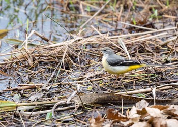 Grey Wagtail Kasai Rinkai Park Sun, 10/28/2018