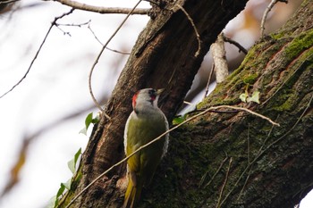 Japanese Green Woodpecker Kodomo Shizen Park Wed, 1/3/2024