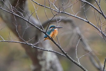 Common Kingfisher Kodomo Shizen Park Wed, 1/3/2024