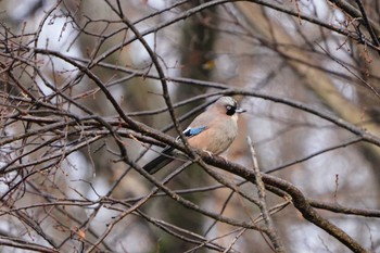 Eurasian Jay Kodomo Shizen Park Wed, 1/3/2024