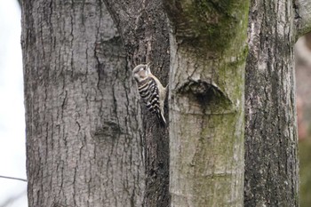 Japanese Pygmy Woodpecker Kodomo Shizen Park Wed, 1/3/2024