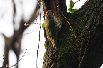 Japanese Green Woodpecker Kodomo Shizen Park Wed, 1/3/2024