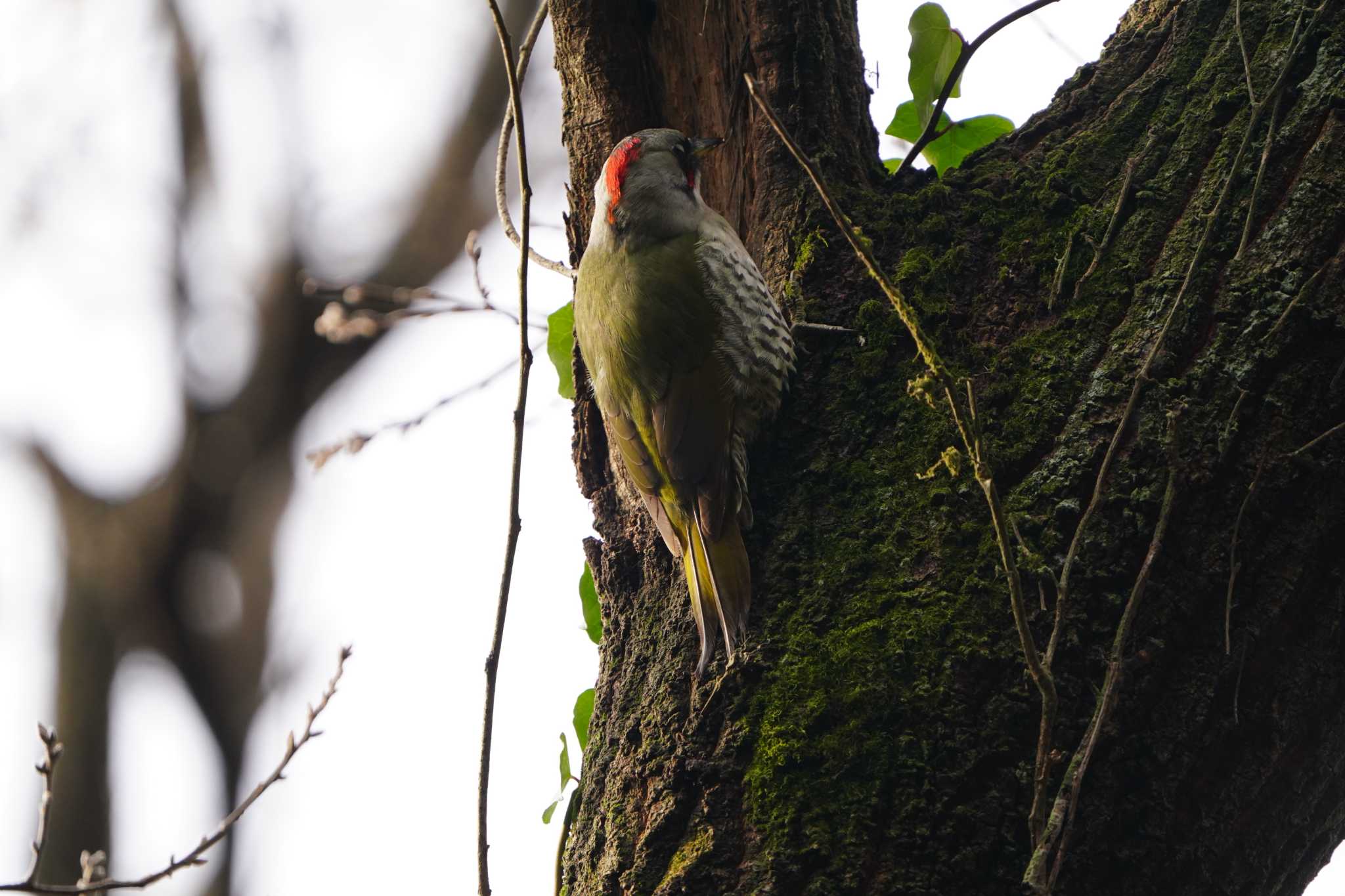 Photo of Japanese Green Woodpecker at Kodomo Shizen Park by tacya2