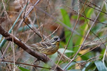 Masked Bunting Kodomo Shizen Park Wed, 1/3/2024