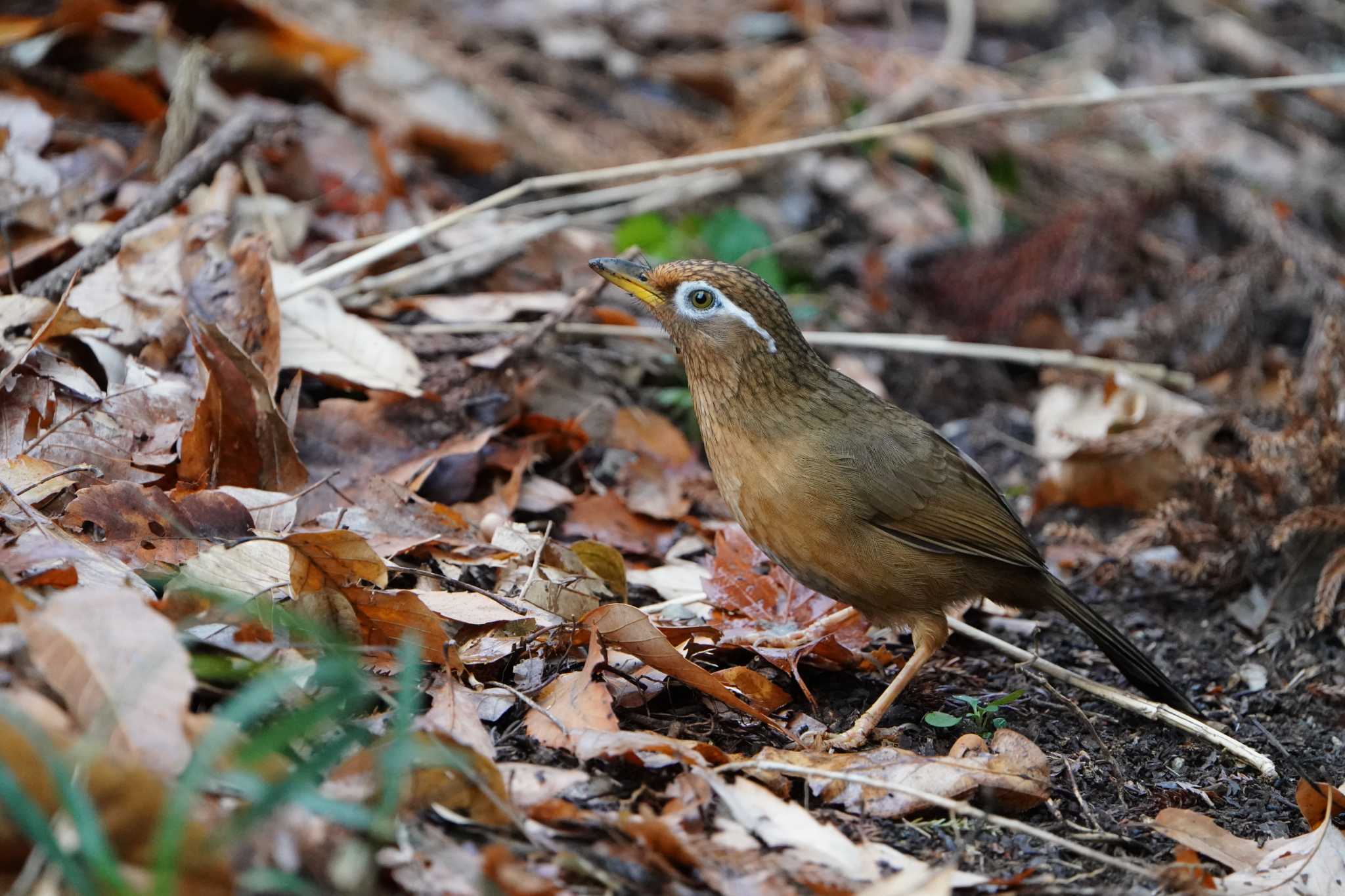 こども自然公園 (大池公園/横浜市) ガビチョウの写真 by tacya2