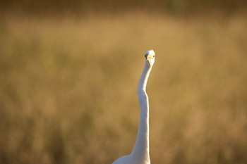 ダイサギ 場所が不明 2018年10月28日(日)