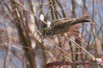 Masked Bunting 金井遊水地(金井遊水池) Wed, 1/3/2024