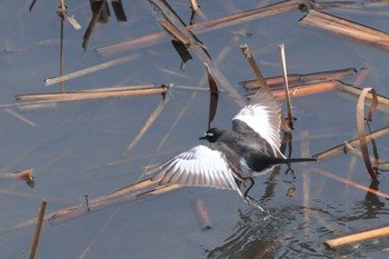 Japanese Wagtail 金井遊水地(金井遊水池) Wed, 1/3/2024