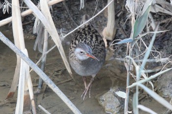 Brown-cheeked Rail Unknown Spots Thu, 12/28/2023