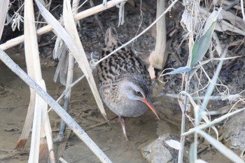 Brown-cheeked Rail Unknown Spots Thu, 12/28/2023