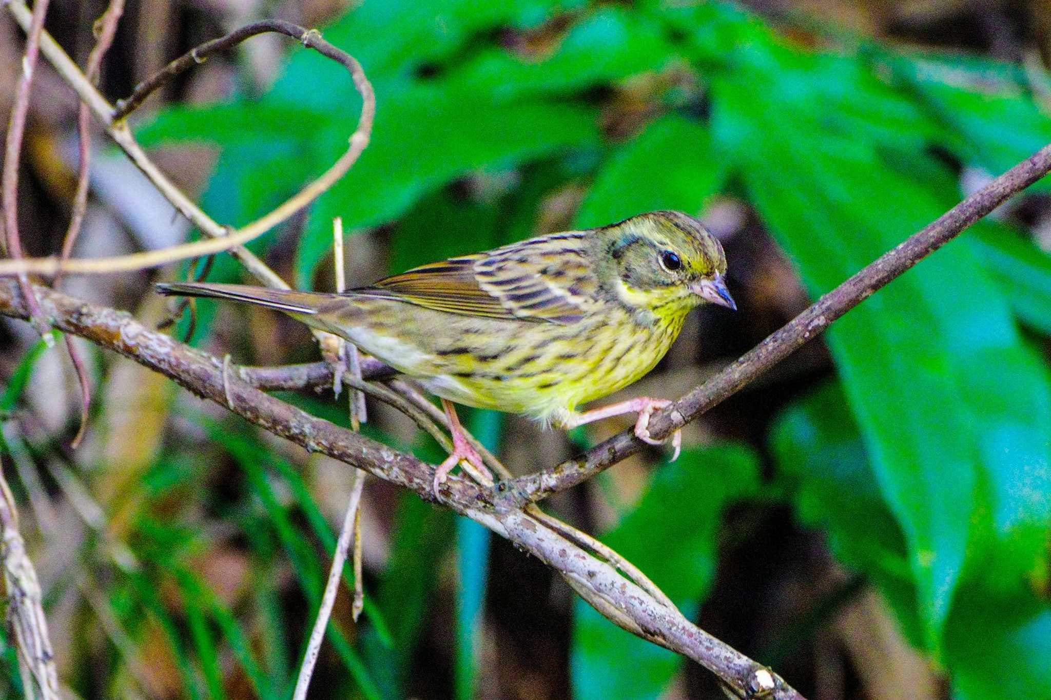 Photo of Masked Bunting at 神奈川県自然環境保全センター by BW11558