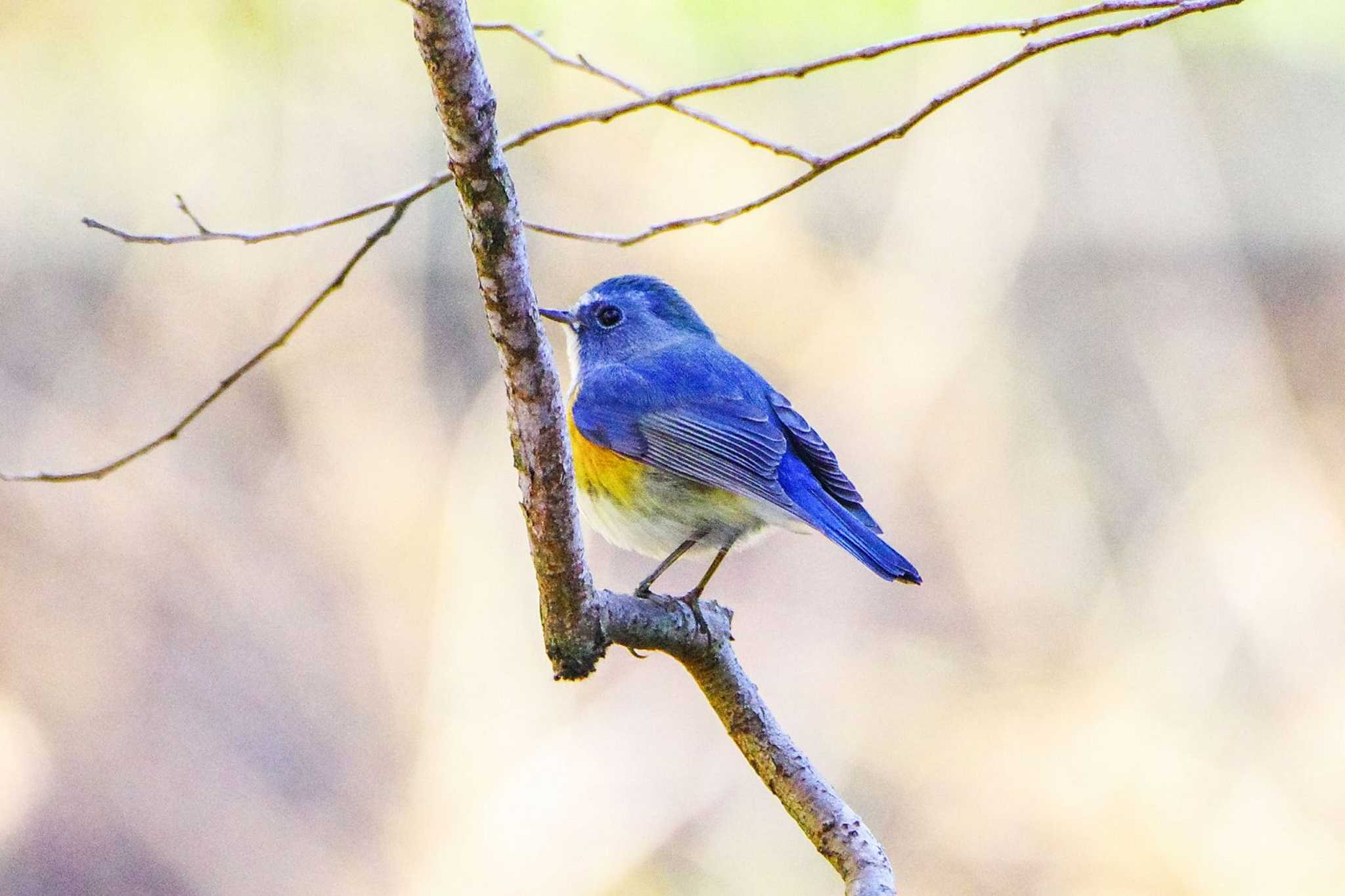 Photo of Red-flanked Bluetail at 神奈川県自然環境保全センター by BW11558