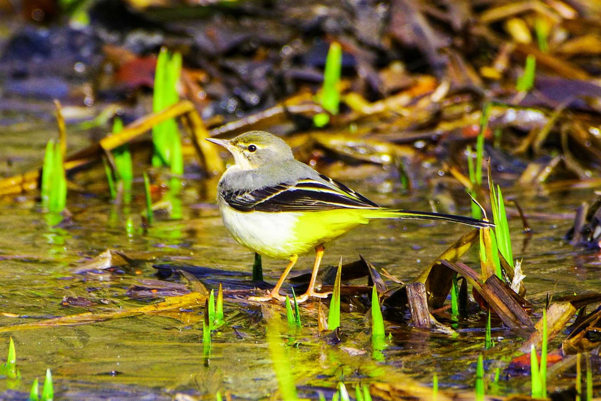 Photo of Grey Wagtail at 神奈川県自然環境保全センター by BW11558