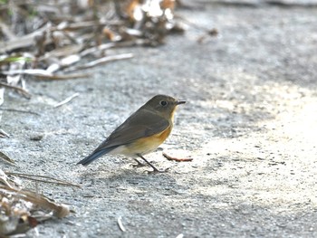 ルリビタキ 舳倉島 2018年10月22日(月)