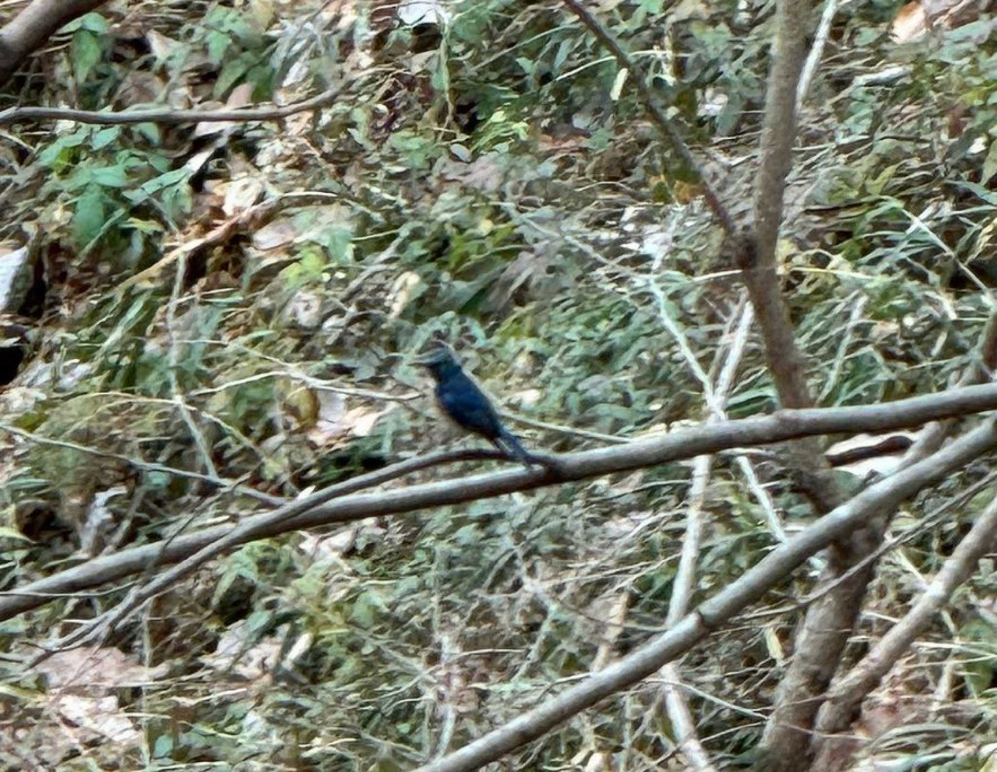 Red-flanked Bluetail