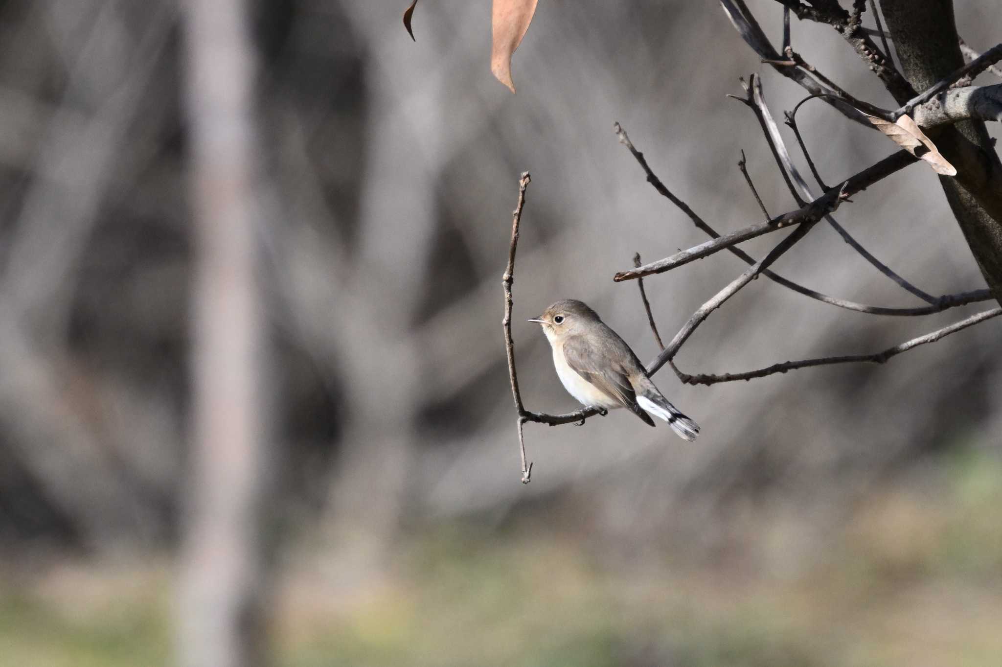 Red-breasted Flycatcher