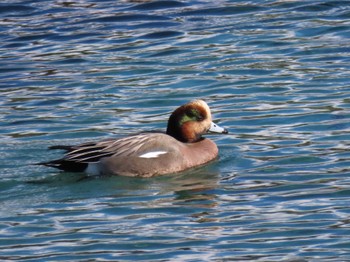 2023年12月30日(土) 志津川湾の野鳥観察記録