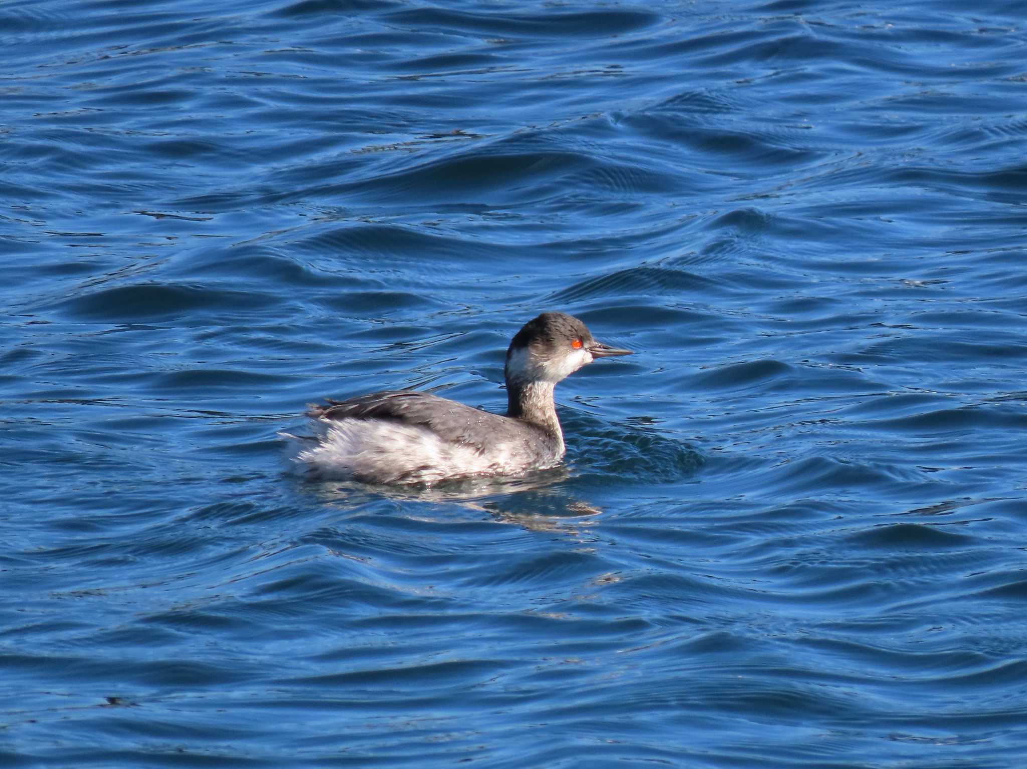 Black-necked Grebe