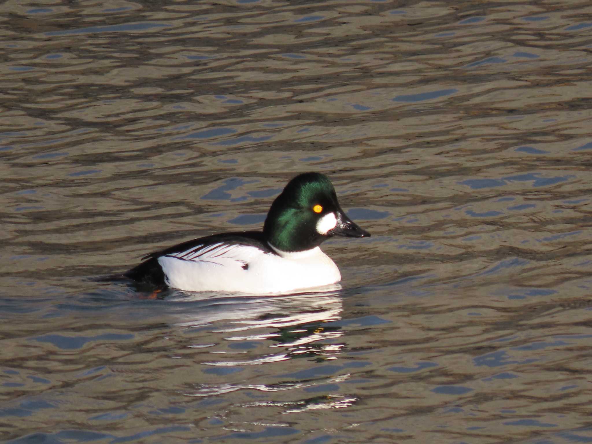 Common Goldeneye