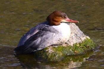 Common Merganser 京都府　鴨川 Sat, 12/30/2023