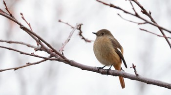 Daurian Redstart 淀川河川公園 Wed, 1/3/2024