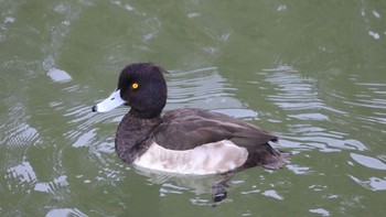 Tufted Duck 淀川河川公園 Wed, 1/3/2024