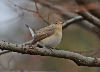 Red-breasted Flycatcher Unknown Spots Wed, 1/3/2024