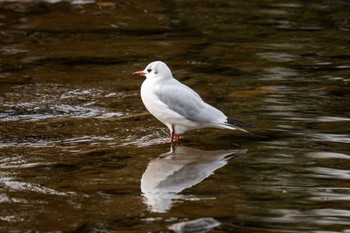 ユリカモメ 京都市鴨川公園 2024年1月3日(水)