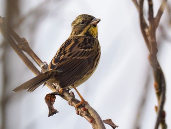 Masked Bunting 武庫川 Fri, 12/29/2023