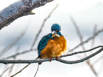 Common Kingfisher 武庫川 Fri, 12/29/2023