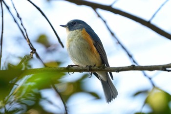 Red-flanked Bluetail 海上の森 Fri, 12/29/2023