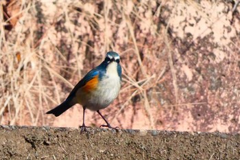 Red-flanked Bluetail 井頭公園 Sun, 2/12/2023