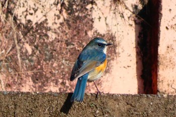 ルリビタキ 井頭公園 2023年2月12日(日)