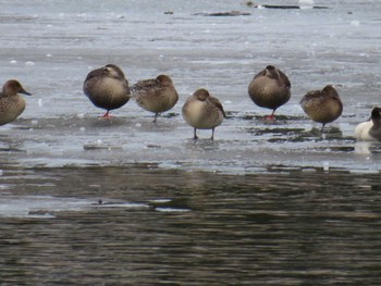 2023年12月31日(日) 高松の池の野鳥観察記録