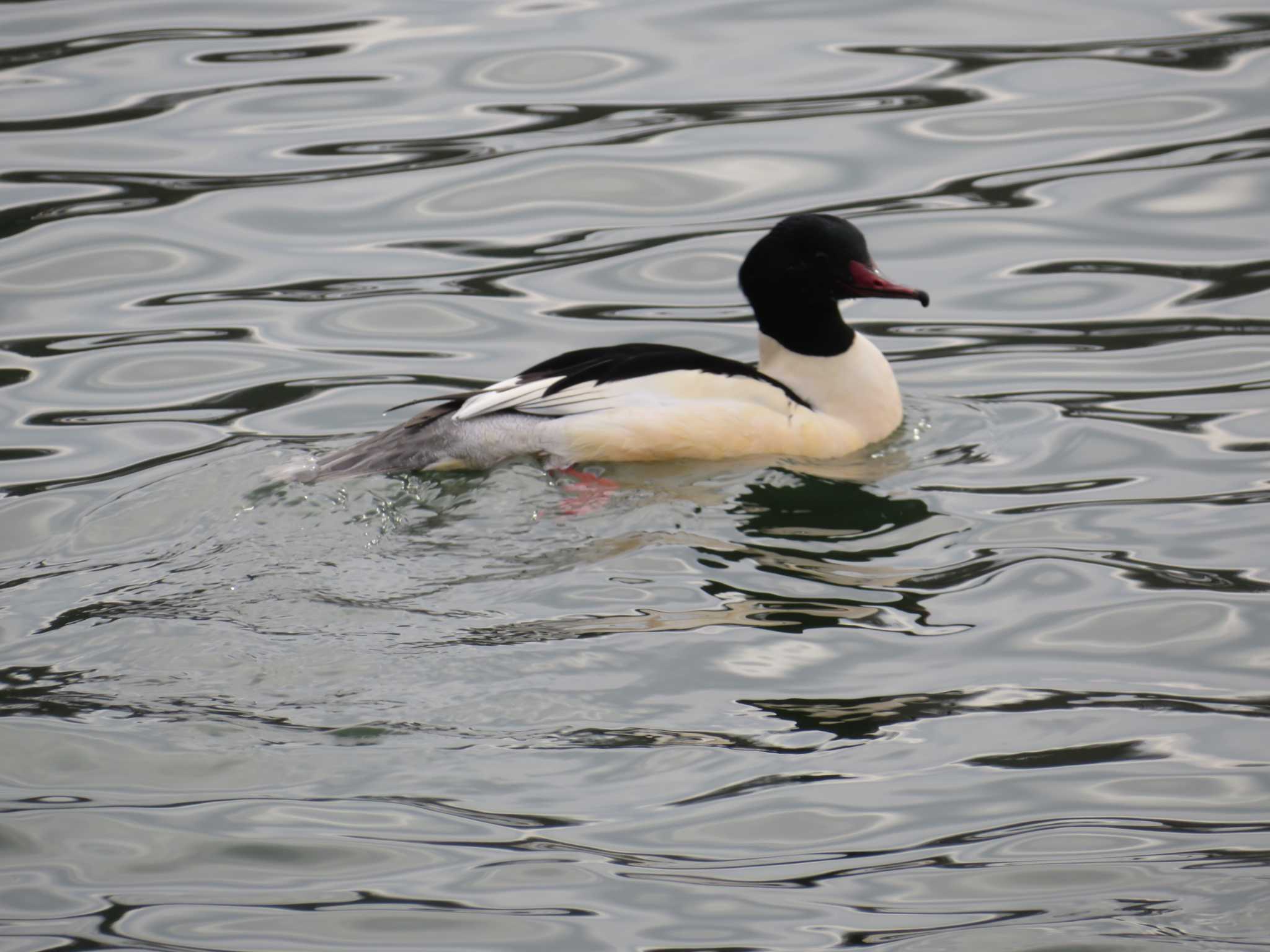 Common Merganser