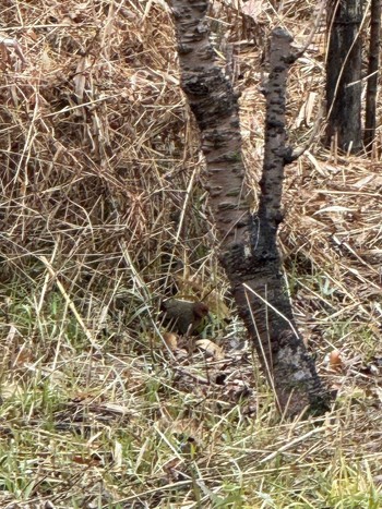 2024年1月2日(火) 舞岡公園の野鳥観察記録