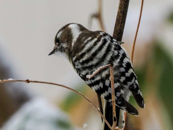 Japanese Pygmy Woodpecker(seebohmi) 左股川緑地(札幌市西区) Wed, 1/3/2024